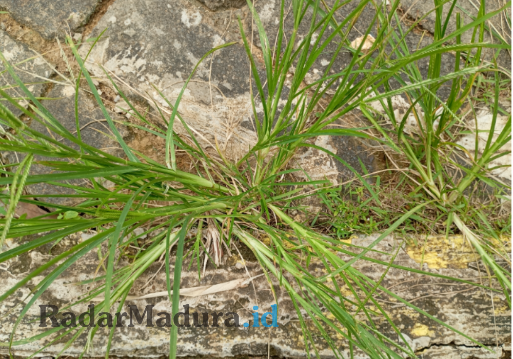 Rumput teki, gulma liar membandel yang memiliki sejumlah manfaat bagi kesehatan