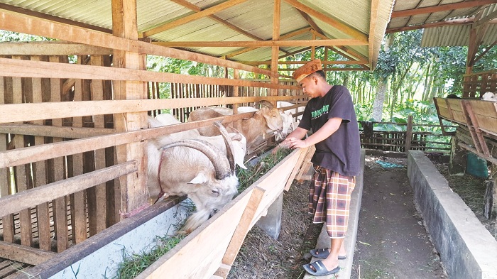KAMBING LOKAL: Shollani memberi pakan kambing pote pedaging di Desa Bilaporah, Kecamatan Socah, Bangkalan, Kamis (6/2). (IMAMUDIN/JPRM)
