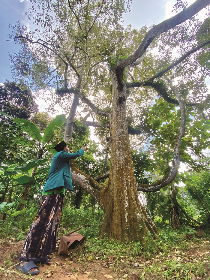 BERUMUR: Moh. Sohebuddin menunjukkan pohon durian berusia sekitar 60 tahun di Desa Tebul Timur, Kecamatan Pegantenan, Pamekasan, Sabtu (15/2). (MOH. IQBAL AFGANI/JPRM)
