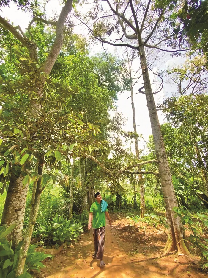 SANTAI: Moh. Sohebuddin berjalan di antara pohon durian di Desa Tebul Timur, Kecamatan Pegantenan, Pamekasan, Sabtu (15/2). (MOH. IQBAL AFGANI/JPRM)