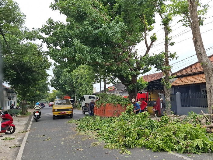 GANGGU LALU LINTAS: Petugas DLH Sumenep sedang menebang pohon di Jalan KH Mansyur, Desa Pabian, Kecamatan Kota, Rabu (19/2). (MOH. IQBAL/JPRM)