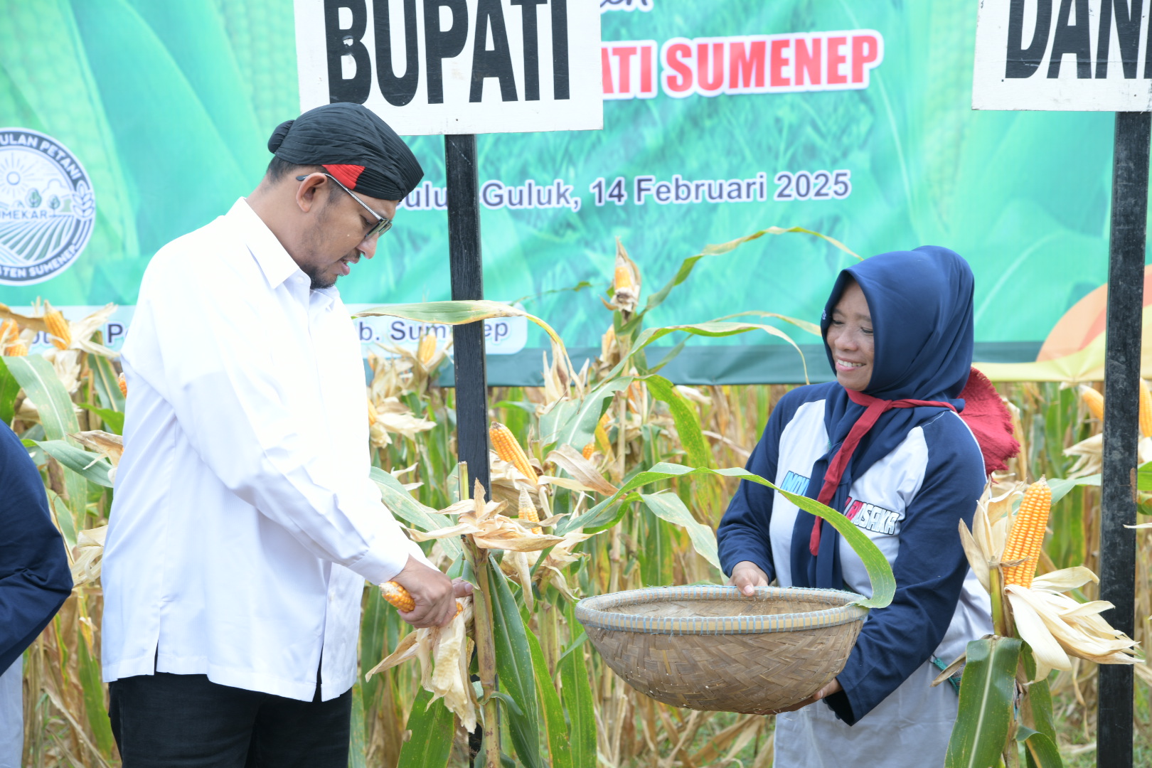 PANEN LANGSUNG:&nbsp;Bupati Sumenep Achmad Fauzi Wongsojudo (baju putih) memetik jagung saat Panen Raya Jagung di Desa Guluk-Guluk, Kecamatan Guluk-Guluk, Jumat (14/2). (PROKOPIM SUMENEP UNTUK JPRM)