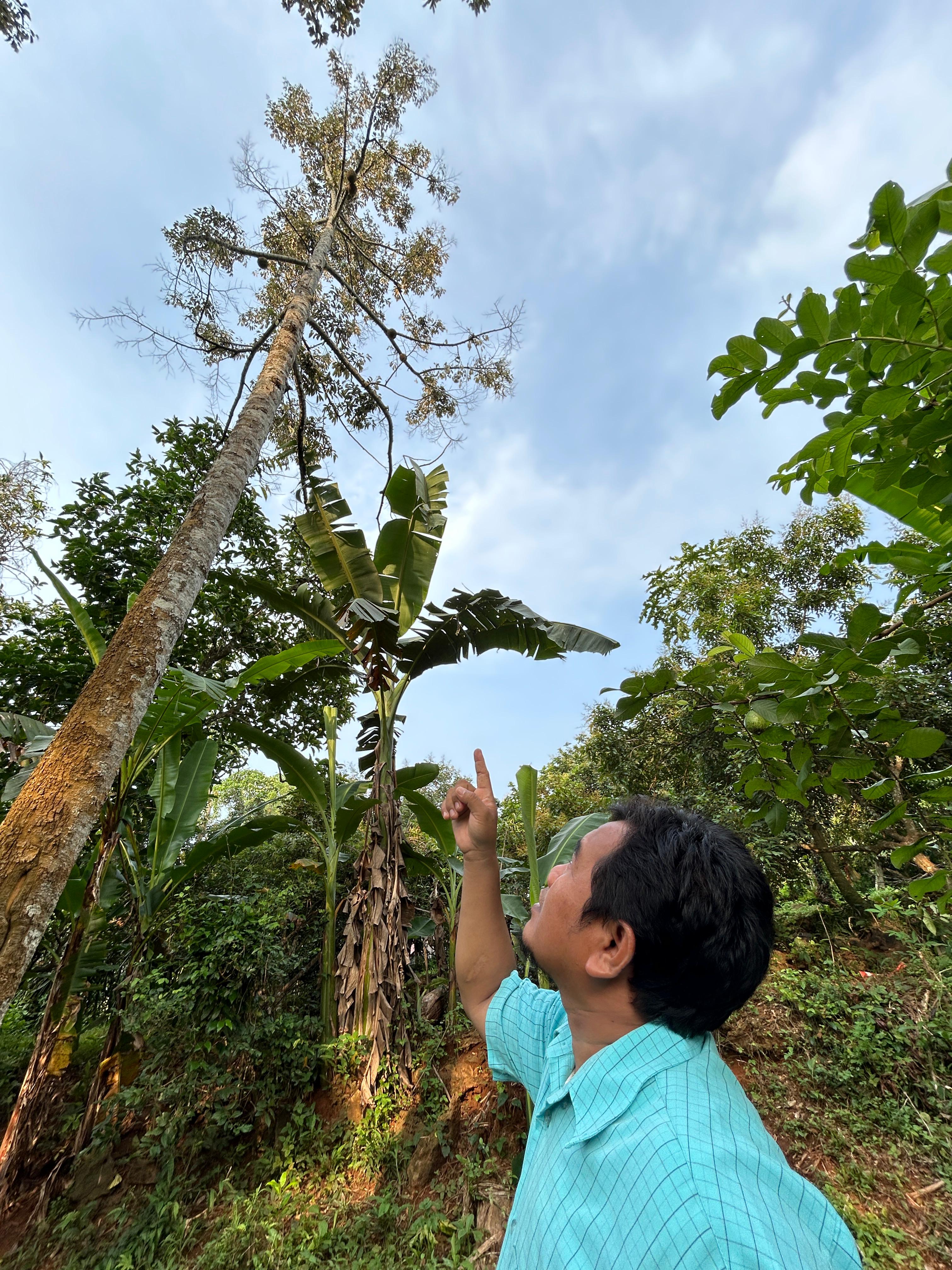 MENJULANG: Rusydi menunjukkan pohon durian lokal di kebun miliknya, Jumat (24/1). (VIVIN AGUSTIN HARTONO/JPRM)