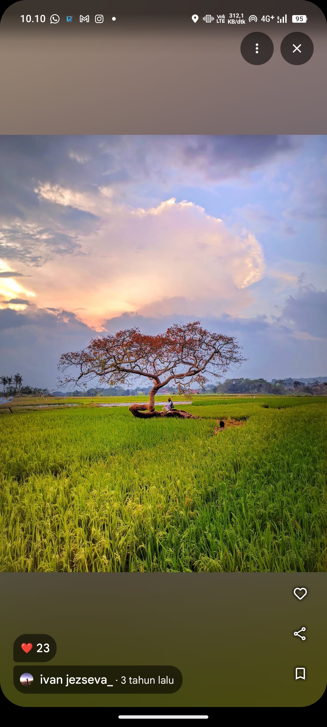 Pohon Pengantin Salatiga