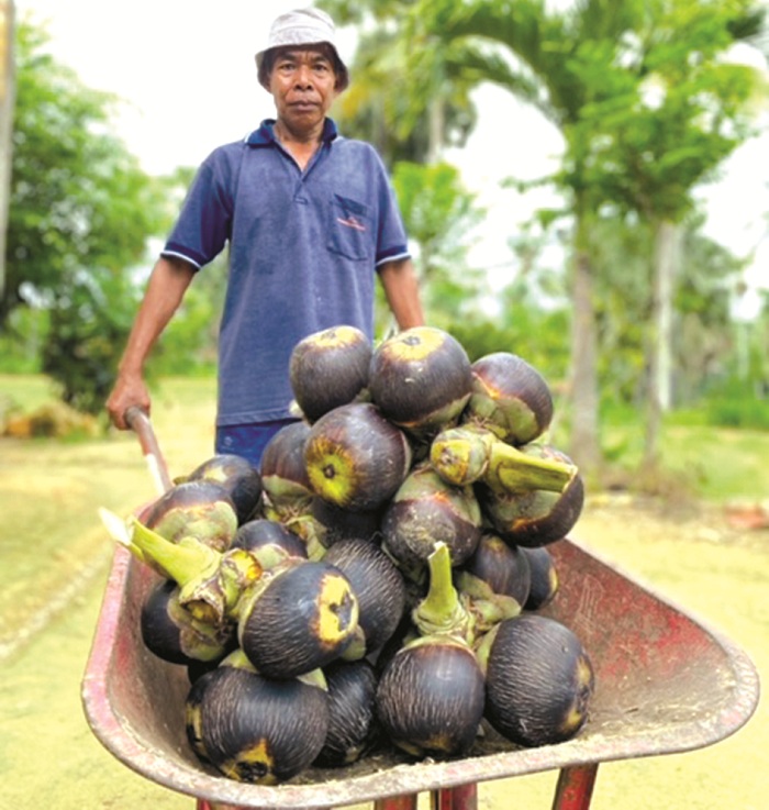 SEMANGAT: Suyadi membawa hasil panen buah siwalan dari pohon di Desa Sokalelah, Kecamatan Kadur, Pamekasan. (AYU LATIFAH/JPRM)