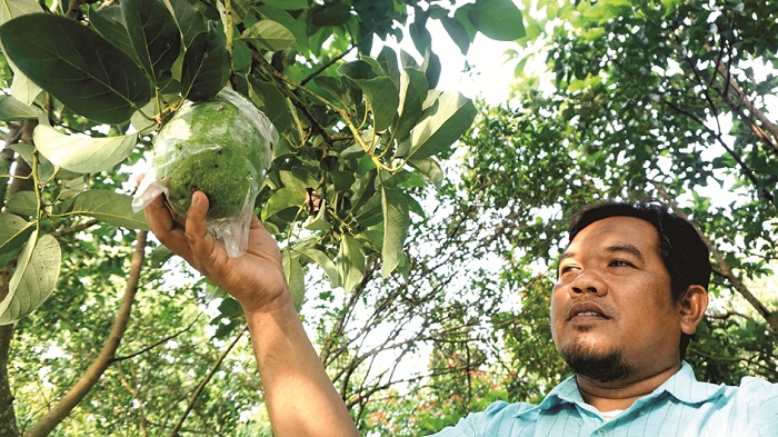 LEBIH JUMBO: Rusyidi, pemilik kebun alpukat di Desa Kampak, Kecamatan Geger, Bangkalan, menunjukkan buah alpukat jenis markus, Jumat (24/1). (VIVIN AGUSTIN HARTONO/JPRM)