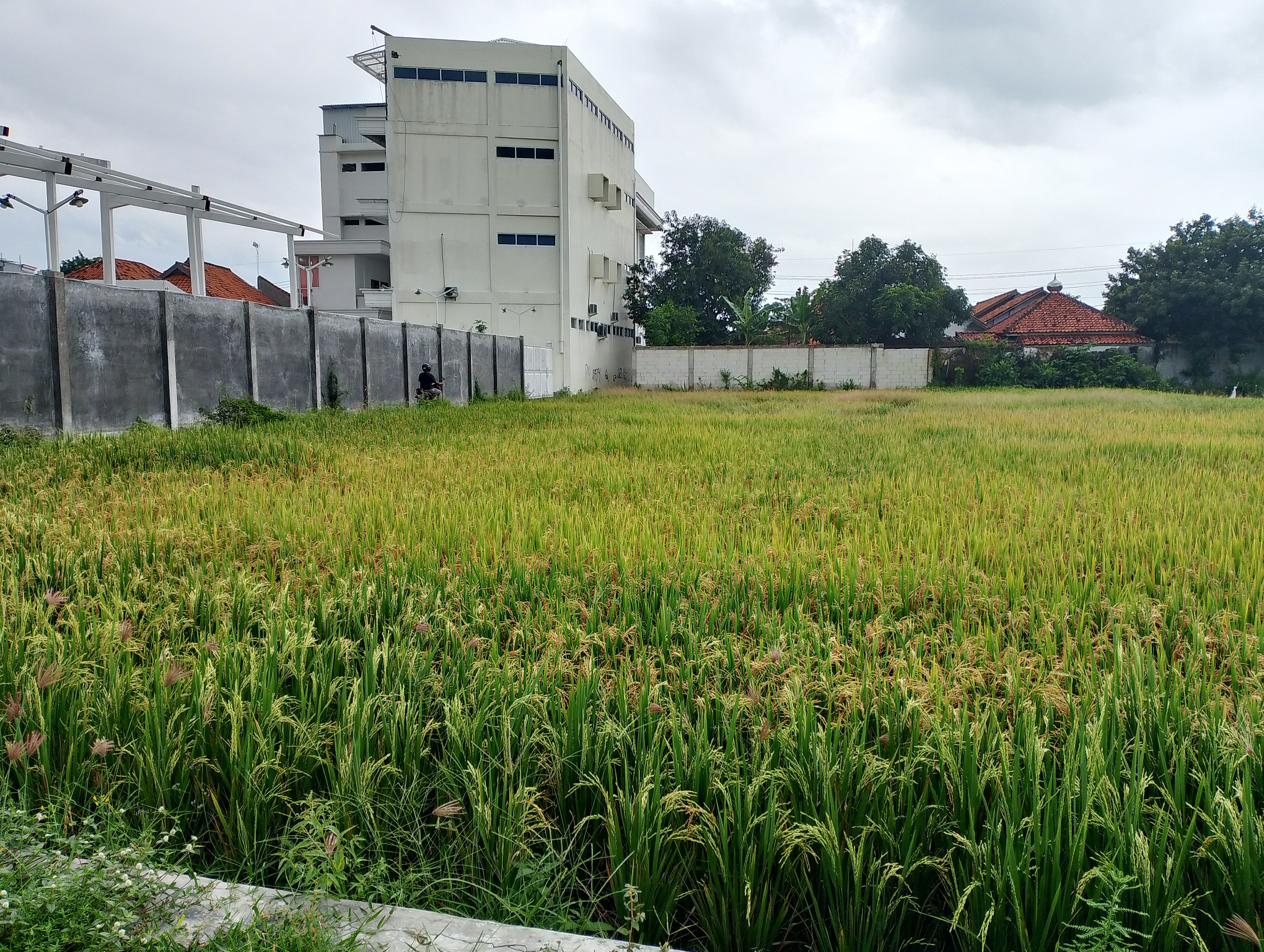 SUBUR: Petani berada di sawahnya di Kelurahan Karang Dalem, Kecamatan Kota Sampang, Jumat (14/3). (UBAIDILLAHIR RA