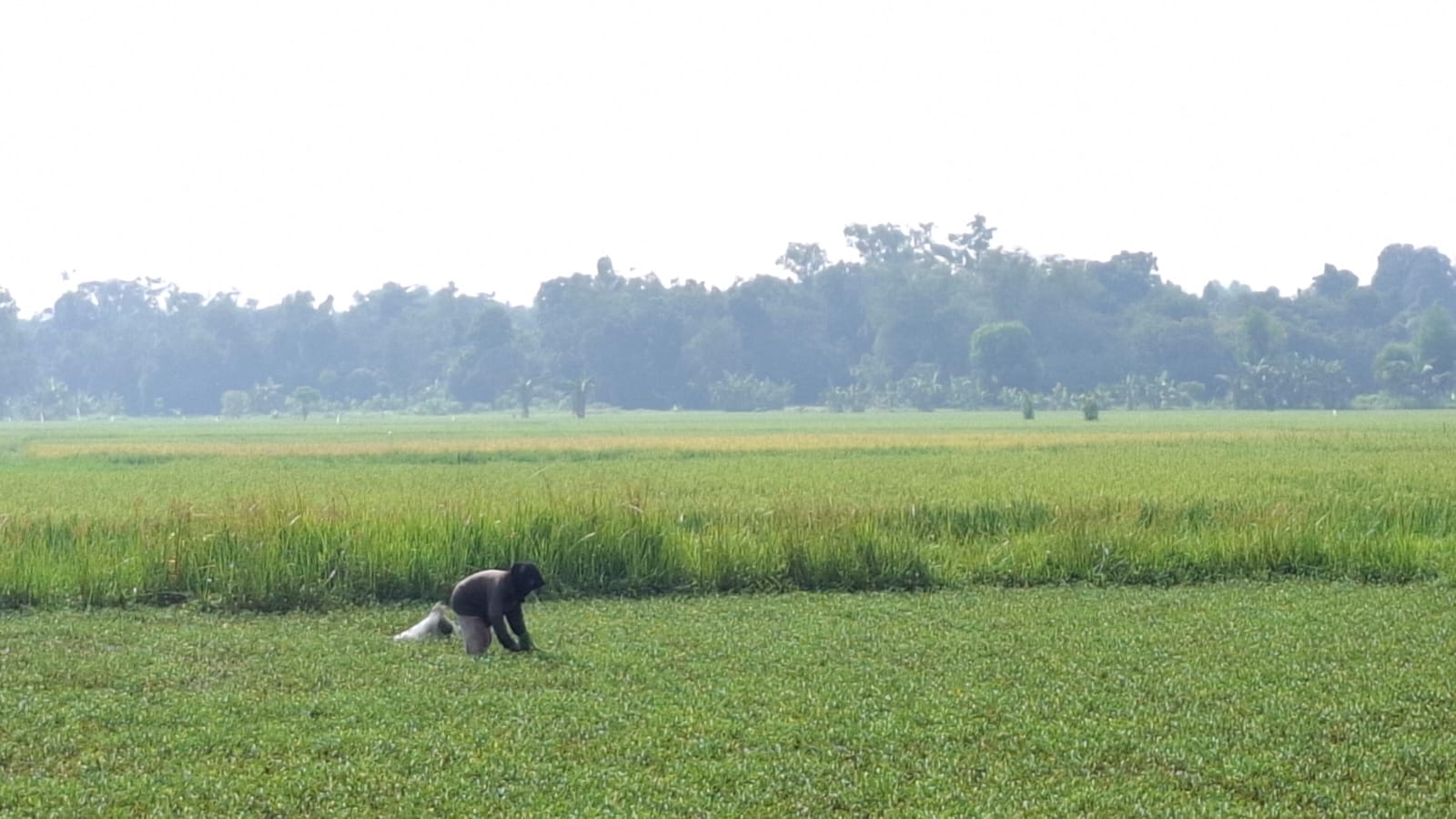 LAHAN PRODUKTIF: Petani berada di sawah, Desa Bilaporah, Kecamatan Socah, Bangkalan, Jumat (14/3). (IMAMUDDIN/JPRM)