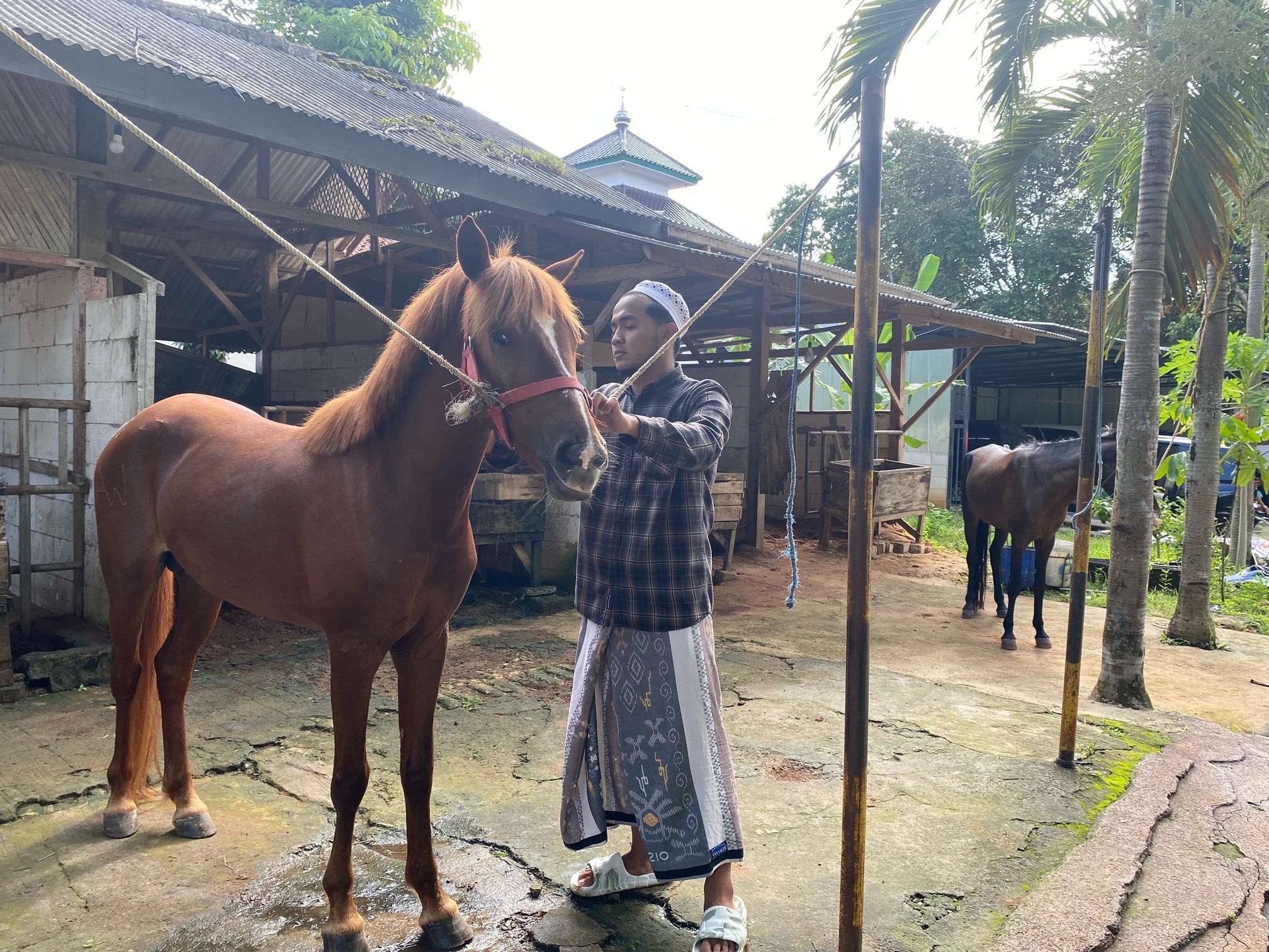 PELIHARAAN: Seorang santri sedang membersihkan kuda di Ponpes Cendana Mubarok, Kadur, Pamekasan, Minggu (9/3). (AYU LATIFAH/JPRM)