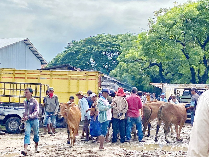 PADAT: Para pedagang melakukan transaksi jual beli sapi di Pasar Keppo, Desa Polagan, Kecamatan Galis, beberapa waktu lalu. (AYU LATIFAH/JPRM)