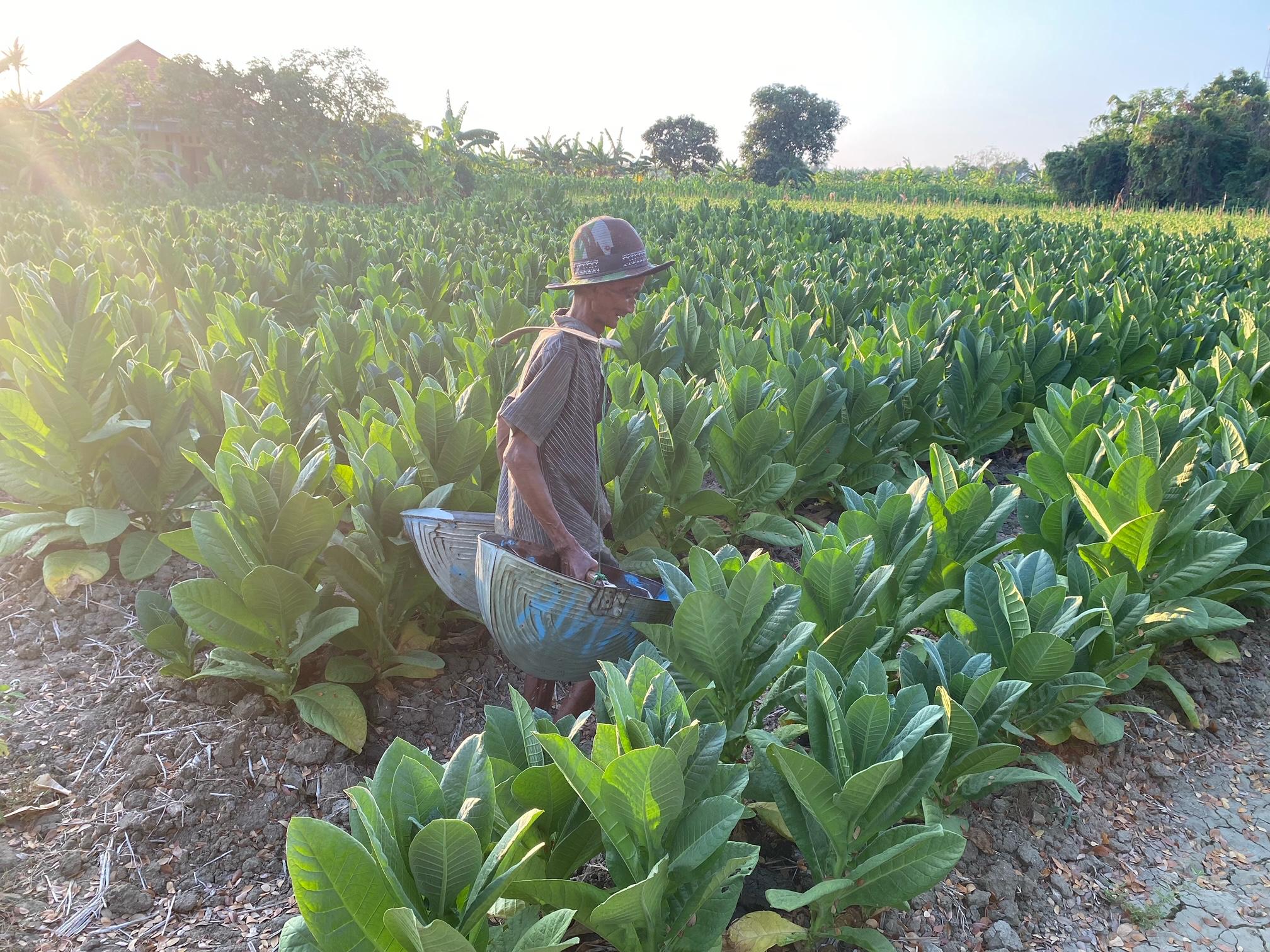 DAUN EMAS: Petani Desa/Kecamatan Galis menyiram tanaman tembakaunya beberapa waktu lalu. (AYU LATIFAH/JPRM)