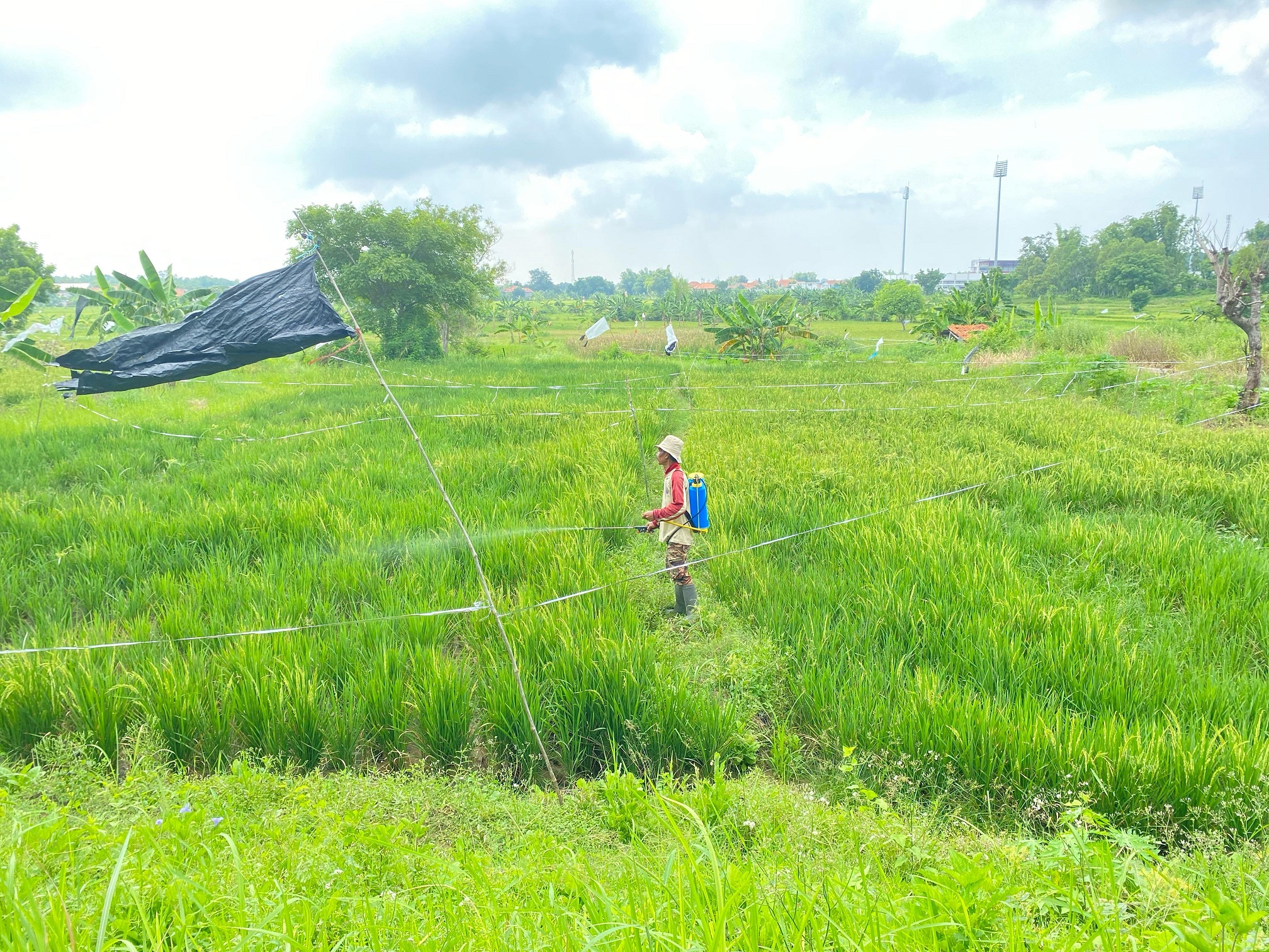 POTENSIAL: Seorang petani menyemprotkan pestisida di sawah, Desa Panglegur, Kecamatan Tlanakan, Pamekasan, Senin (17/3). (AYU LATIFAH/JPRM)