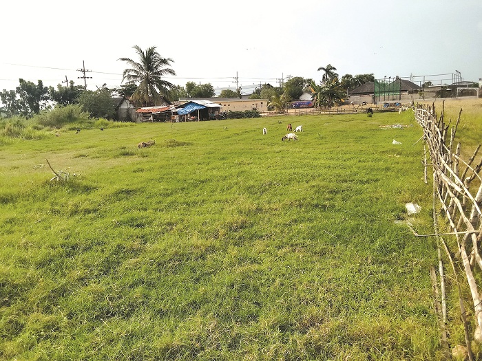 BELUM TERLAKSANA: Beberapa ekor kambing peliharaan warga mencari pakan di lahan yang rencananya akan dibangun sport center di Desa Patean, Batuan, Sumenep, Kamis (17/4). (MOH. IQBAL/JPRM)