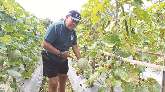 SIAP PANEN: Slamet Subari menunjukkan&nbsp;melon siap petik di Desa Keleyan, Kecmatan Socah, Bangkalan, Jumat (11/4). (IMAMUDIN/JPRM)