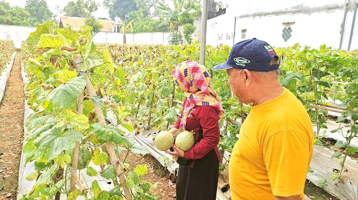 SEGAR: Pembeli saat petik melon langsung dari pohonnya di Desa Keleyan, Kecamatan Socah, Bangkalan, Jumat (11/4). (IMAMUDIN/JPRM)