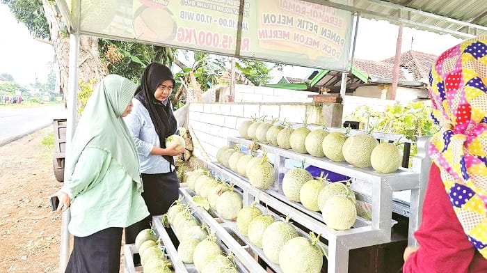 JENIS ROCK MELON MERLIN: Pembeli memilih melon yang baru dipetik dari kebun Slamet Subari di Desa Keleyan, Kecmatan Socah, Bangkalan, Jumat (11/4). (IMAMUDIN/JPRM)
