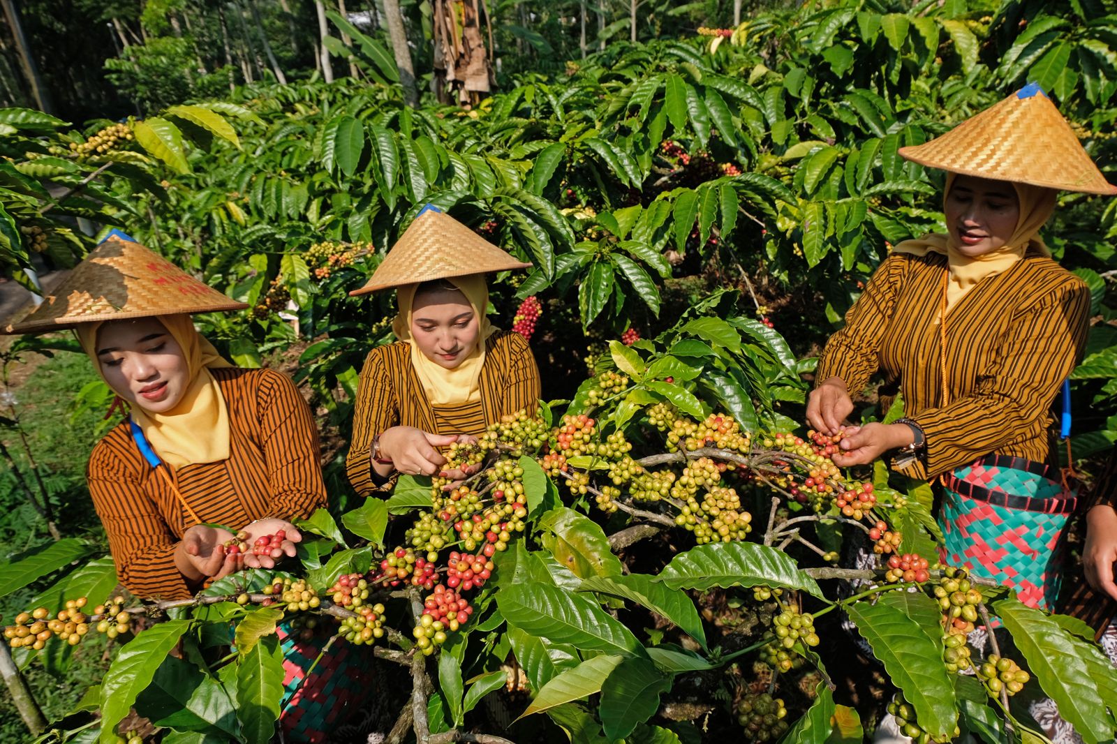 BRI UNTUK JPRM