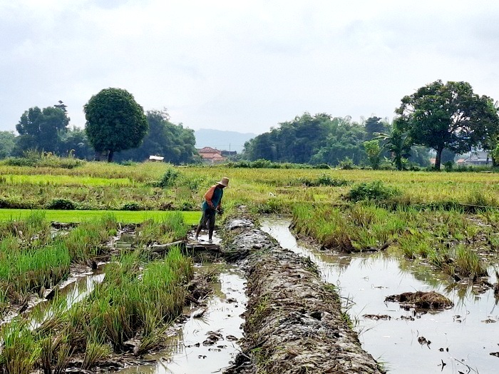 BERCOCOK TANAM: Seorang petani sedang membersihkan sawahnya di Desa Gedungan, Kecamatan Batuan, Sumenep, Senin (21/4). (MOH. LATIF/JPRM)