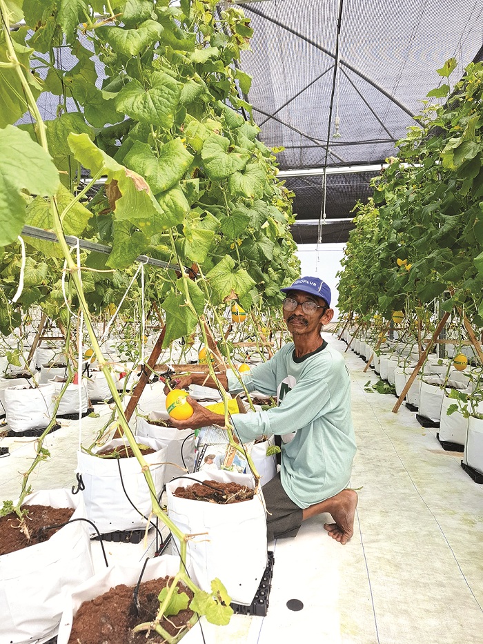 MODERN: Pengelola Agrowisata Green Aries Akh. Arifin menunjukkan cara memetik buah melon di Desa Karangbudi, Kecamatan Gapura, Sumenep, Sabtu (26/4). (MOH. LATIF/JPRM)