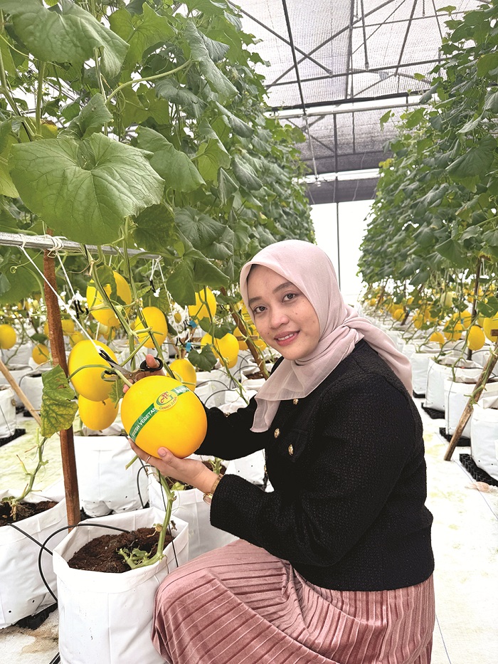 SEGAR: Pengunjung memetik melon yang dibeli di Agrowisata Green Aries di Desa Karangbudi, Kecamatan Gapura, Sumenep, Sabtu (26/4). (GREEN ARIES UNTUK JPRM)