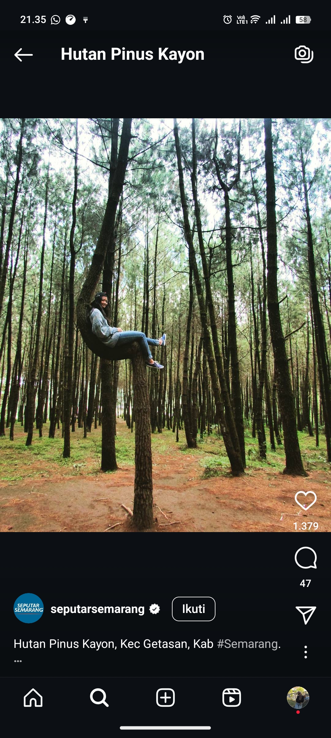 Wisata Hutan Pinus Kayon