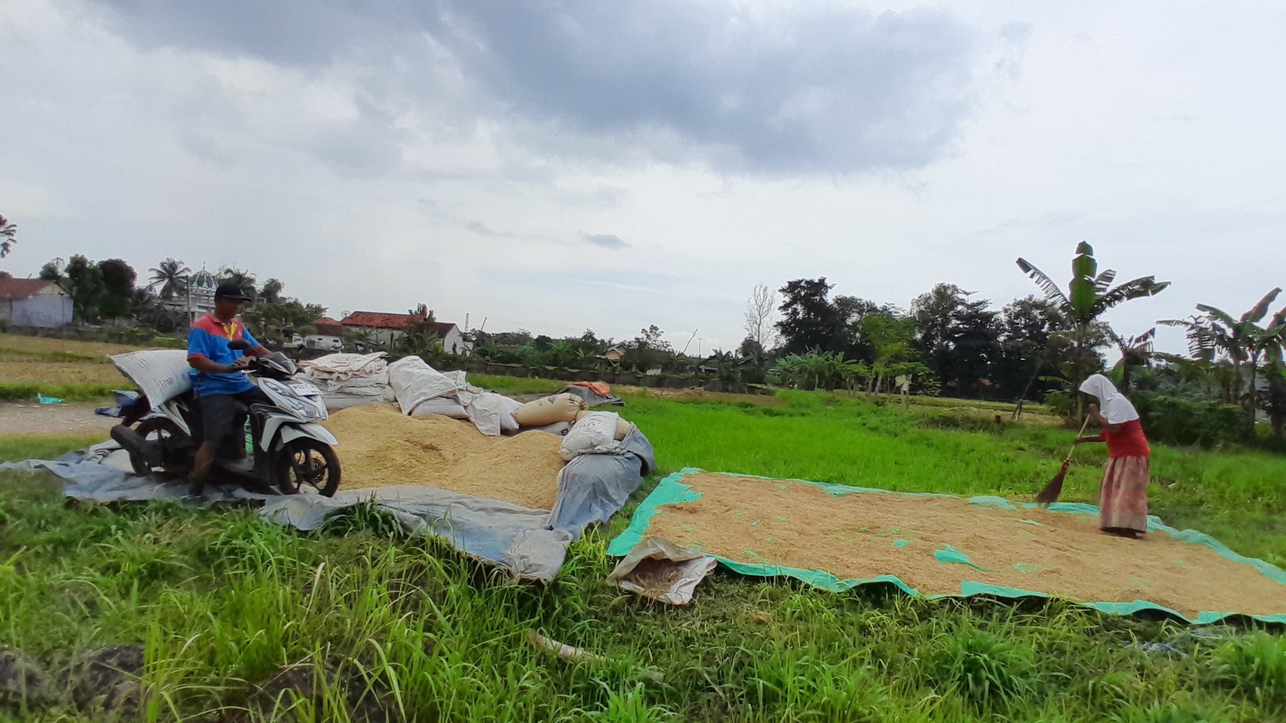 M. KHOLIL RAMLI/JPRM PROSES PENGERINGAN: Petani menjemur gabah di Kelurahan Bugih, Pamekasan, Jumat (11/4). (M. KHOLIL RAMLI/JPRM)