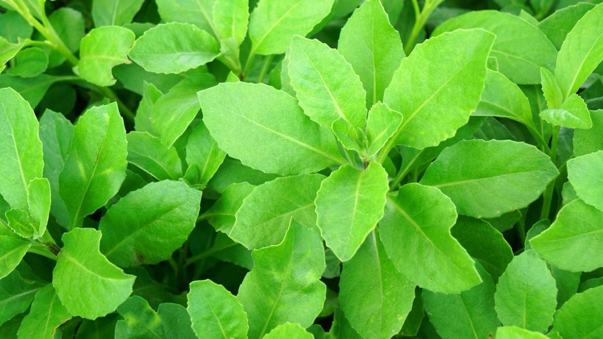 tanaman herbal sambung nyawa yang banyak berkhasiat bagi kesehatan tubuh