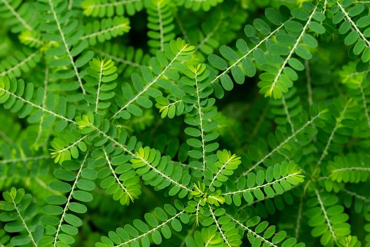 dibalik bentuk daunnya yang kecil, meniran menyimpak khasiat tang besar
