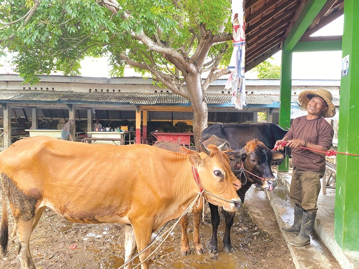 SIAP KURBAN: Pedagang memasarkan sapi&nbsp;di Pasar Keppo, Desa Polagan, Kecamatan Galis, Pamekasan, Minggu (12/1). (AYU LATIFAH/JPRM)