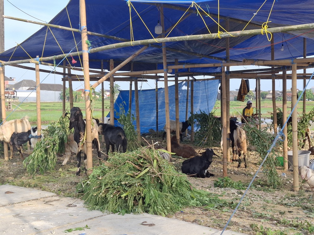 TERNAK: Seorang penjual hewan kurban menjaga kambing di Jalan Dr Cipto, Desa Kolor, Kecamatan Kota Sumenep, Rabu (21/5).
