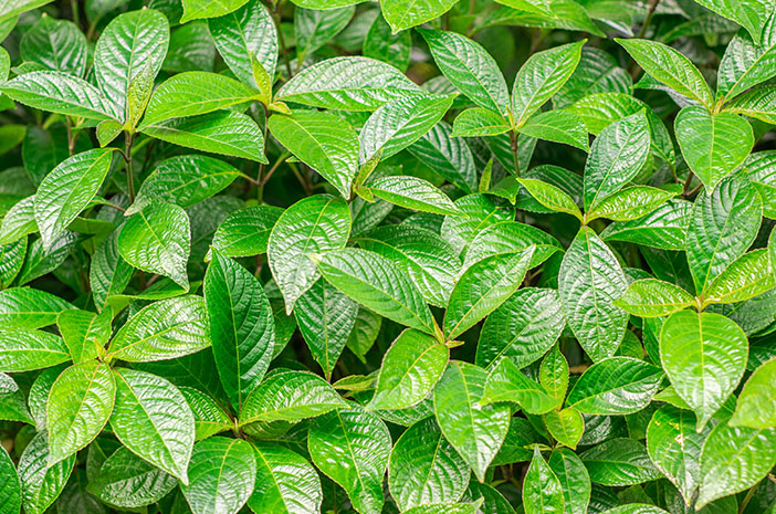 2 resep ampuh cara mengolah daun kaji beling