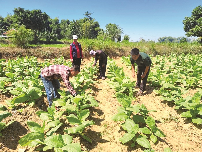 DAUN EMAS: Petani mengecek kondisi tanaman tembakau di Desa Alasrajah, Kecamatan Blega, Juli 2024. (DOK/JPRM)