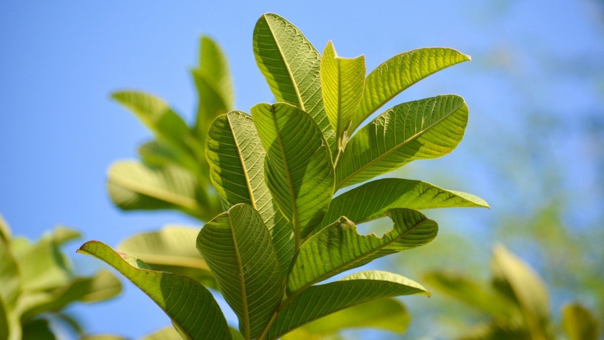 daun jambu biji banyak digunakan sebagai obat herbal untuk kesehatan