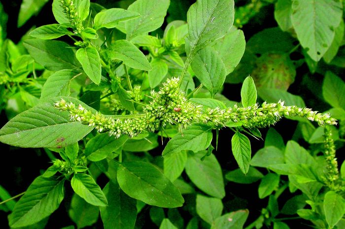 tanaman bayam duri selain memiliki manafaat juga ada resiko ketika dikonsumsi