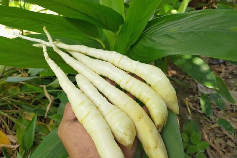 tidakhanya berguna untuk kesehatan, umbi garus juga digunakan sebagai bahan kosmetik