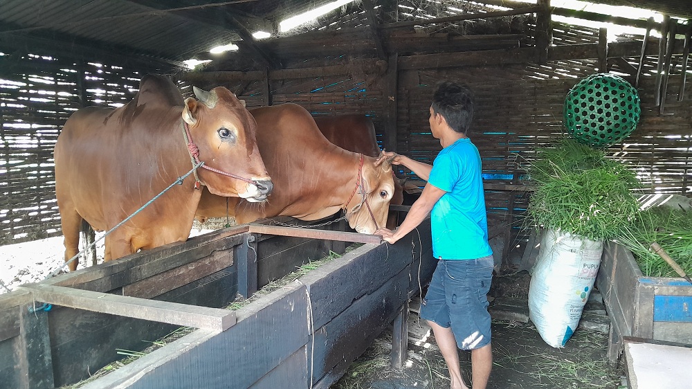 PETERNAKAN: Moh Junaidi memberi pakan sapinya di Kelurahan Mlajah, Kecamatan Kota Bangkalan, kemarin.