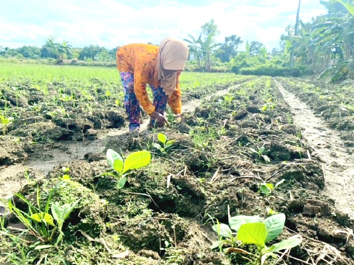 DAUN EMAS: Surama saat membersihkan rumput di ladang tembakaunya di Dusun Artodung, Kecamatan Galis, Senin (2/6). (AYU LATIFAH/JPRM)