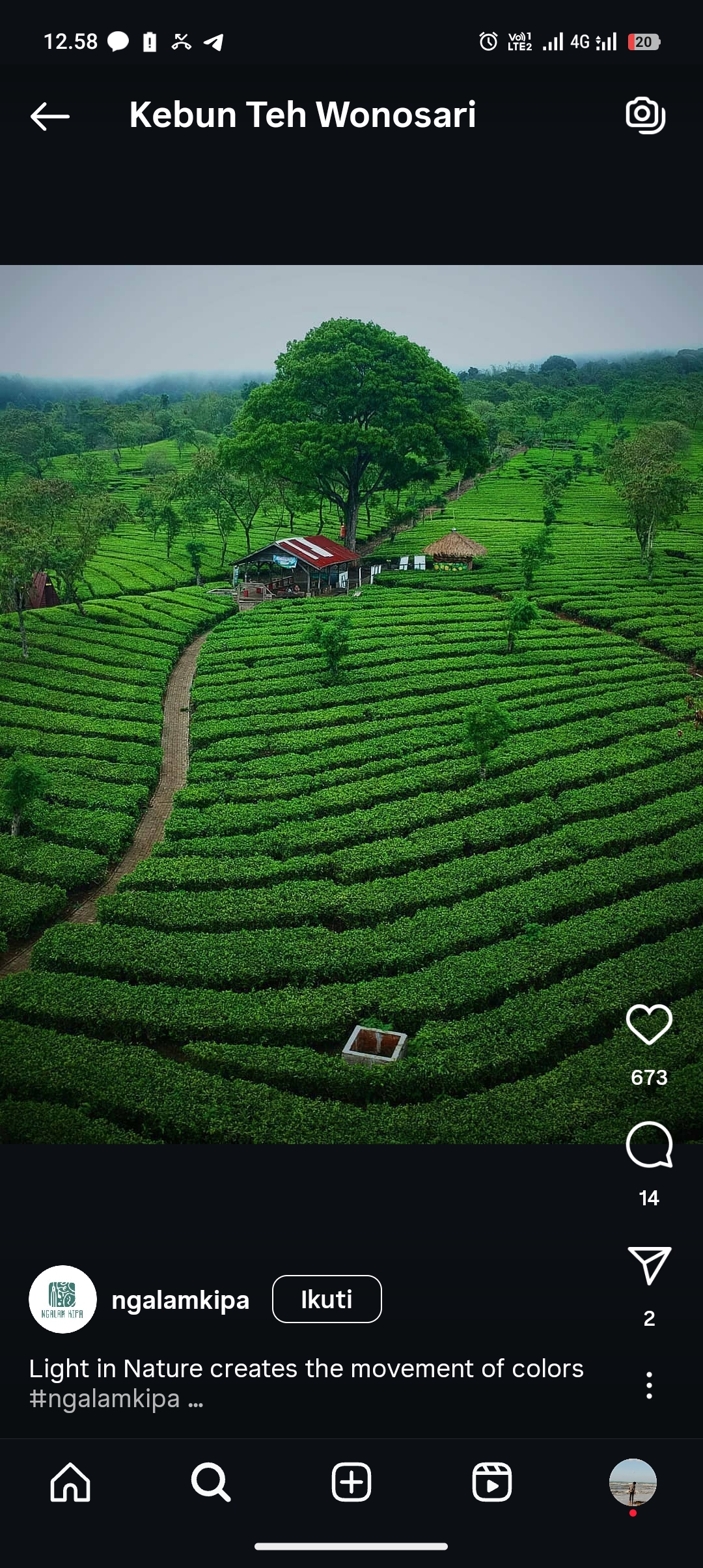 Kebun Teh Wonosari
