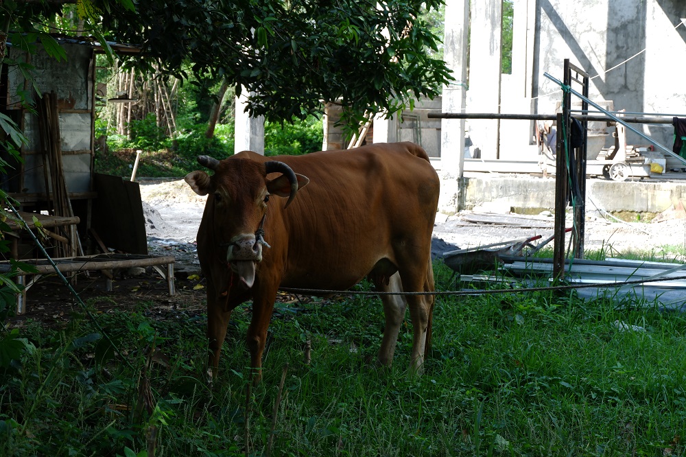 SEHAT: Sapi milik warga Desa Martajasah berada di pekarangan rumahnya kemarin.