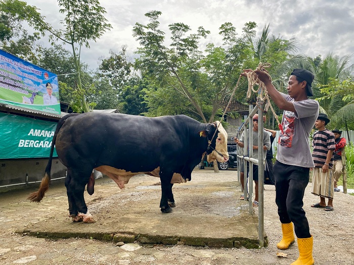 BERBOBOT:&nbsp; Salah seorang pekerja Abd. Rahman merawat sapi salah satu hewan ternak Katandur Farm, Senin (19/5). (MOH. IQBAL AFGANI/JPRM)