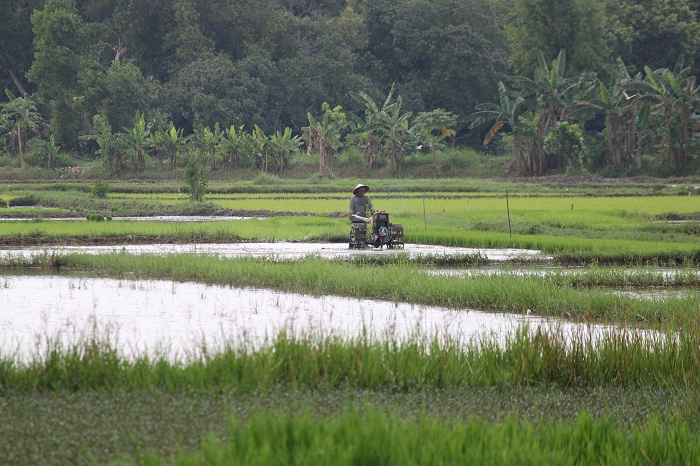 PAKAI ALAT MODERN: Petani membajak sawahnya di Desa Bilaporah, Kecamatan Socah, Bangkalan, Jumat (13/6). (VIVIN AGUSTIN HARTONO/JPRM)