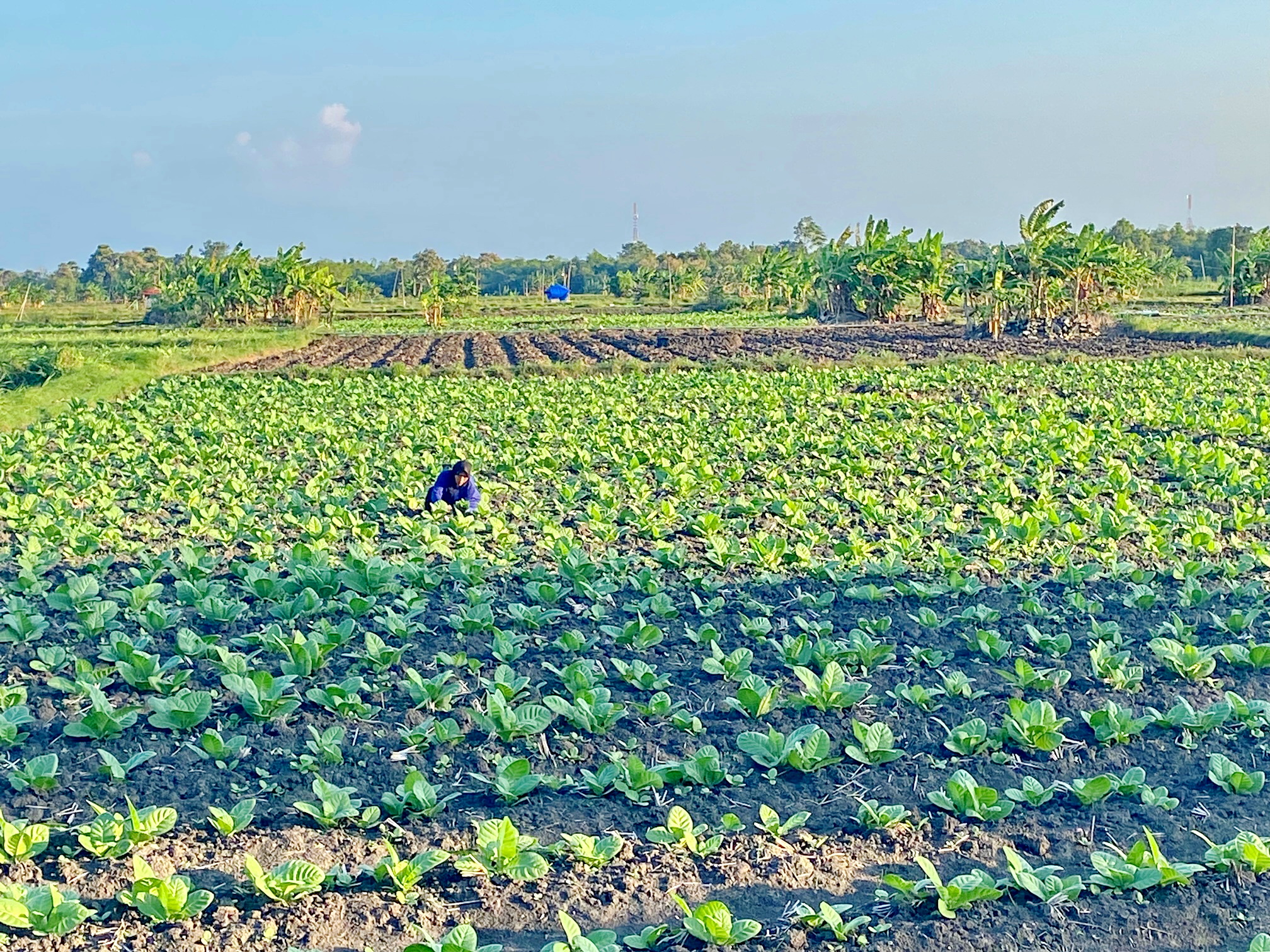 DAUN EMAS: Petani sedang membersihkan rumput liar yang tumbuh di sekitar tanaman tembakau di area persawahan Desa Konang, Kecamatan Galis, Selasa (17/6).