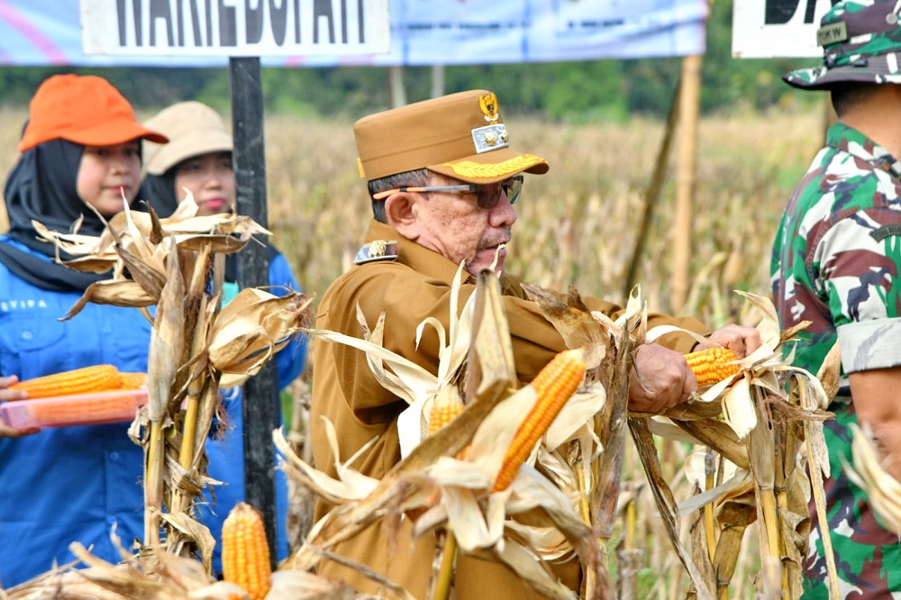 SUKSES: Wakil Bupati Sumenep KH Imam Hasyim saat memanen jagung dalam program panen raya di Desa Ellak Daya, Kecamatan Lenteng, Selasa (27/5).