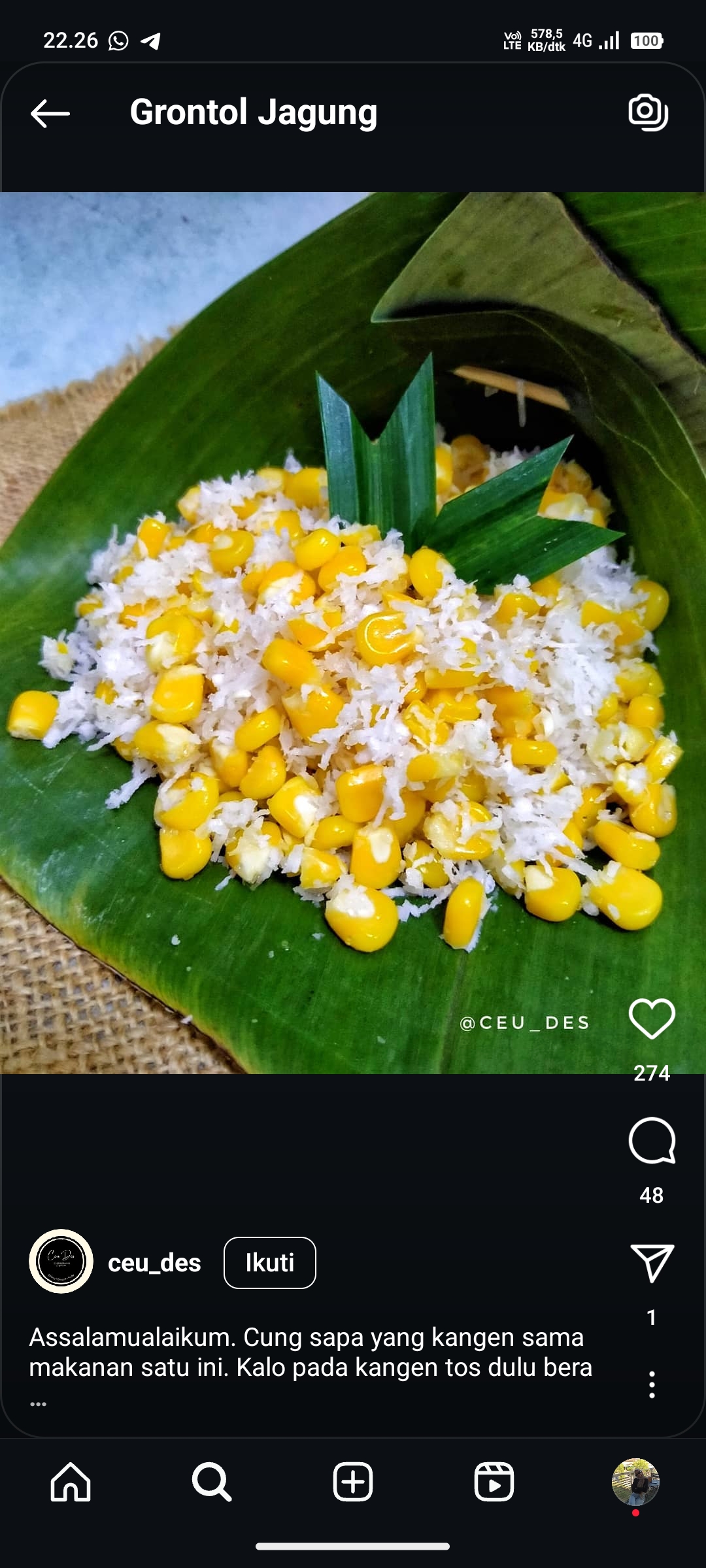Grontol Jagung
