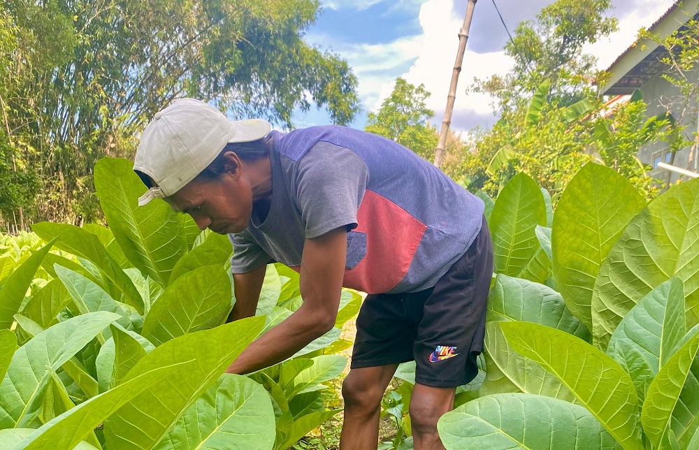 HAMPIR PANEN: Petani memeriksa tanaman tembakau miliknya di Desa Konang, Kecamatan Galis, Kamis (3/7).