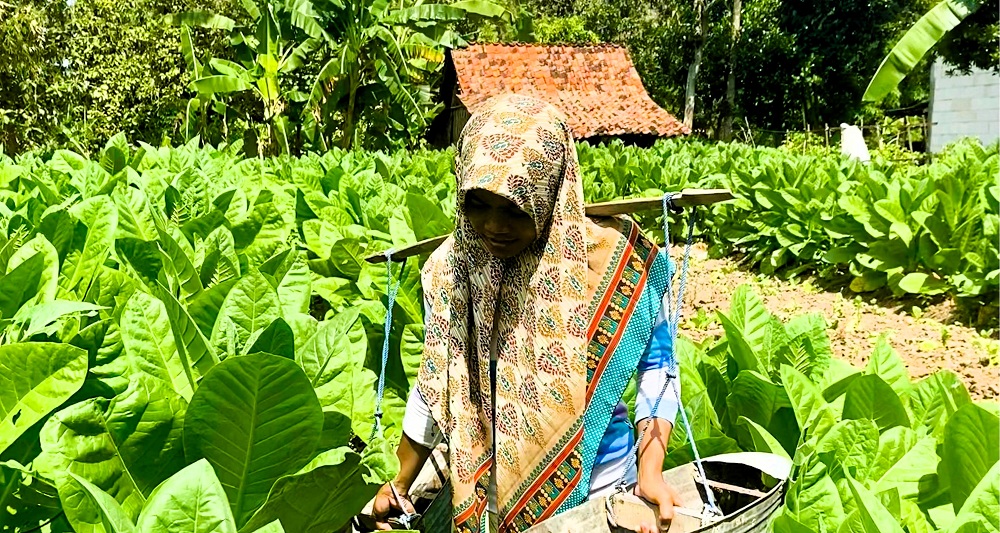 PRODUKTIF: Petani menyiram tembakau miliknya di Desa Konang, Kecamatan Galis, Pamekasan, Kamis (3/7).
