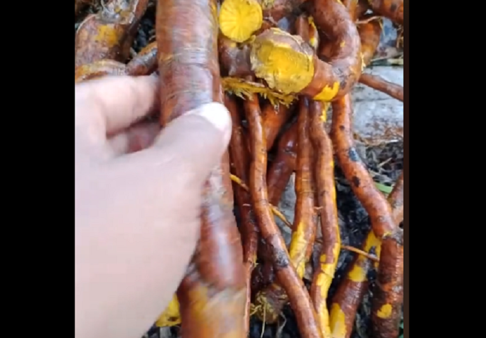 akar kuning, tanaman herbal yang banyak digunakan dalam pengobatan tradisional