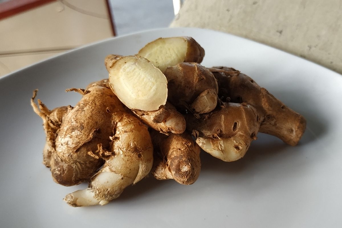 Kencur, bumbu dapur yang tak disangka bisa jadi obat herbal asam urat