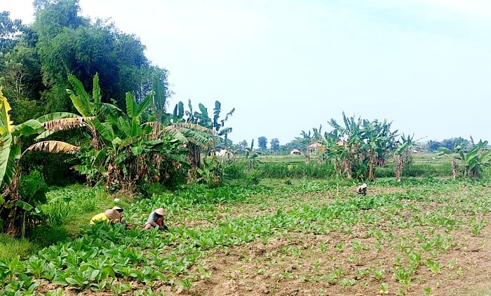 SASARAN BANTUAN: Petani mencabut rumput liar yang mengganggu tanaman tembakau di Kelurahan Karang Dalem, Kecamatan Sampang, Selasa (24/6). (JUNAIDI PONDIYANTO/JPRM)