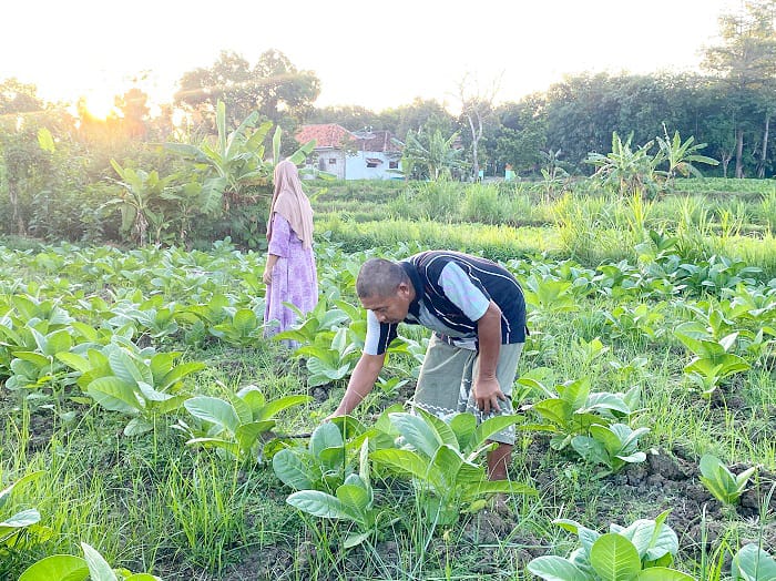 DAUN EMAS: Petani sedang memilah daun tembakaunya di Desa Montok, Kecamatan Larangan, Rabu (9/7). (AYU LATIFAH/JPRM)